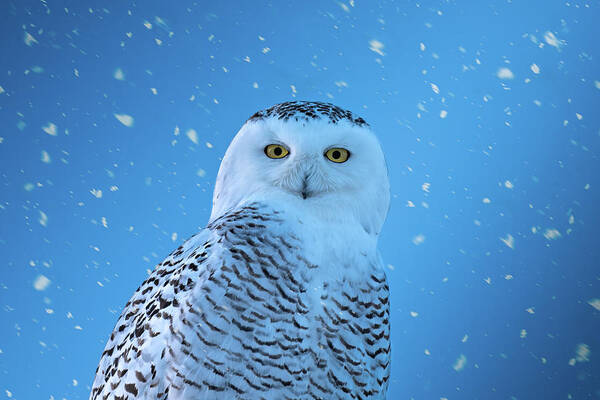 Owl Art Print featuring the photograph Snowfall by James Overesch