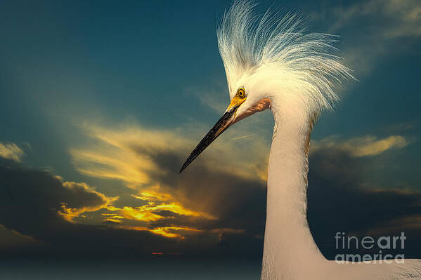Snowy Egret Art Print featuring the photograph Snowy Egret Portrait and Sunset by Stefano Senise
