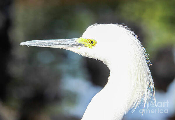 Snowy Egret Art Print featuring the photograph Snowy Egret Profile by Joanne Carey
