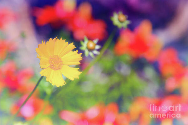 Soft Art Print featuring the photograph Soft and Light 21 by Becqi Sherman