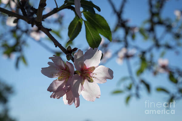 Almond Blossom Art Print featuring the photograph Soft pink petals and almond blossom in Spain by Adriana Mueller
