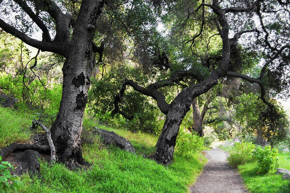 Solstice Canyon Art Print featuring the photograph Solstice Canyon Live Oak Trail by Kyle Hanson