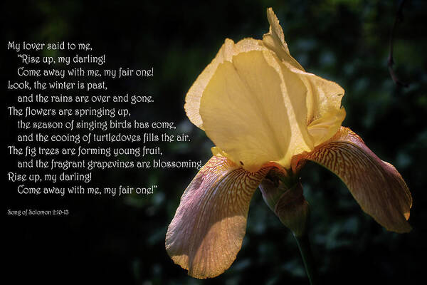 Scripture; Song Of Solomon; Iris; Yellow; Scripture Picture; Song Of Solomon 2:10-13; Flower; Bloom; Blossom; Lover; Spring Art Print featuring the photograph Song of Solomon Chapter 2 by George Taylor