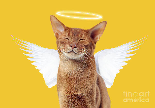 Cat Art Print featuring the photograph Sorrel Abyssinian cat smiling wearing angel wings by Jean-Michel Labat