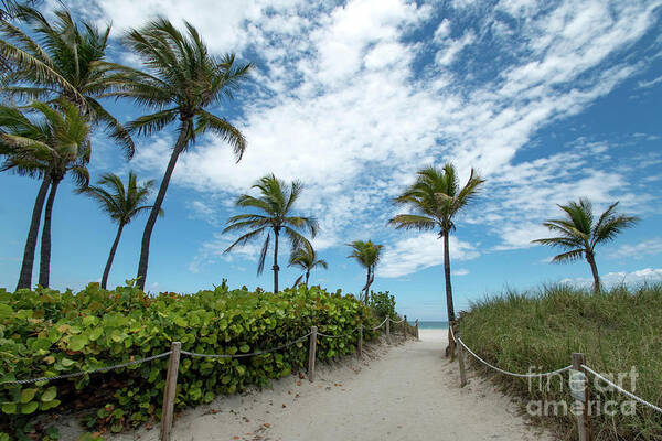 Palm Art Print featuring the photograph South Beach Miami, Florida Beach Entrance with Palm Trees by Beachtown Views