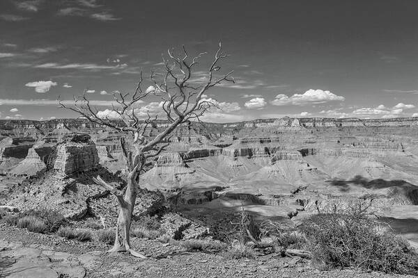 Grand Canyon National Park Art Print featuring the photograph South Kaibab Trail 63 in black and white by Marisa Geraghty Photography