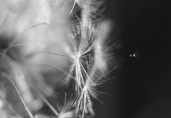 Space Art Print featuring the photograph Space Abstract Black and White Flower by Sandra J's