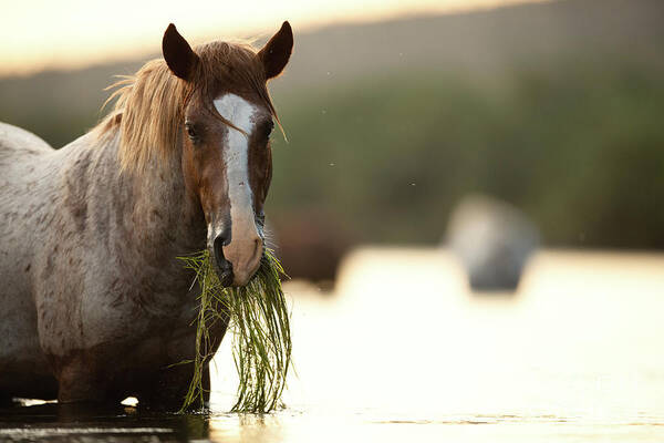 Salt River Wild Horses Art Print featuring the photograph Spaghetti by Shannon Hastings
