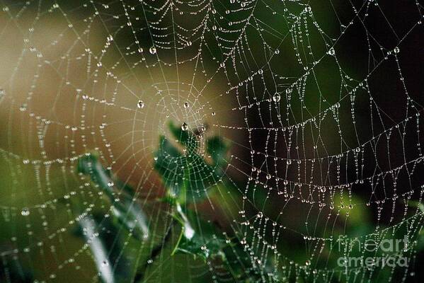 Spiderweb Art Print featuring the photograph Spangled Mansion by Kimberly Furey