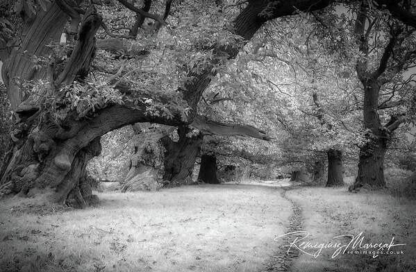 Trees Art Print featuring the photograph Spanish chestnut alley by Remigiusz MARCZAK