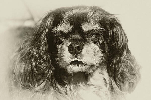 Cavalier Art Print featuring the photograph Sparky by Tanya C Smith
