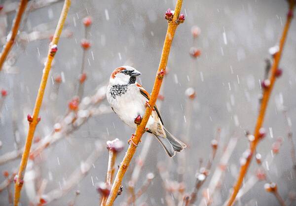 Bird Art Print featuring the photograph Sparrow in the Falling Snow by Melissa Mistretta
