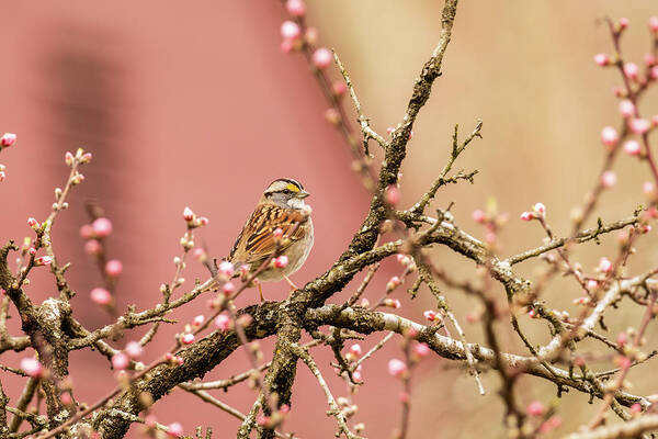 White-throated Sparrow Art Print featuring the photograph Sparrow in the Garden by Rachel Morrison