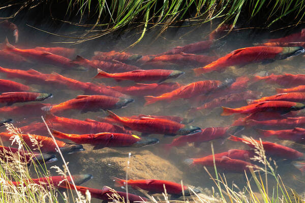 Salmon Art Print featuring the photograph Spawning School by Wesley Aston