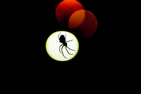  Art Print featuring the photograph Spider Silhoutte by Nicole Engstrom