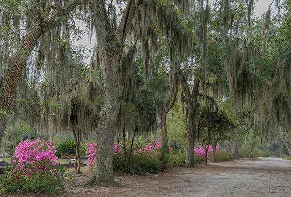 Savannah Art Print featuring the photograph Spring Arrives Early in Savannah by Marcy Wielfaert