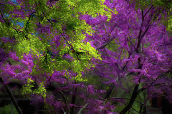 Purple Art Print featuring the photograph Spring Arrives by Jim Signorelli