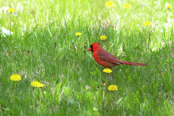 Bird Art Print featuring the photograph Spring Cardinal by Geoff Jewett