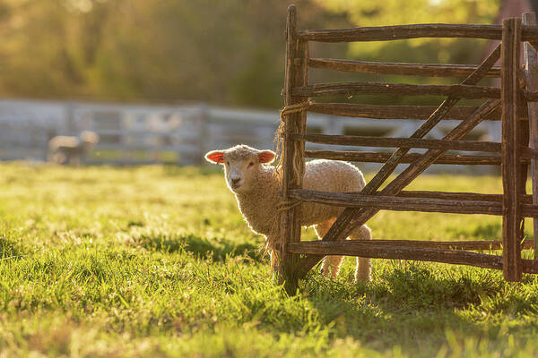 Sheep Art Print featuring the photograph Spring Lamb in the Late Afternoon by Rachel Morrison