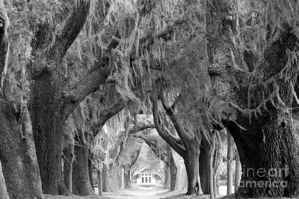 Avenue Of The Oaks Art Print featuring the photograph Spring Morning At St. Simonds Oak Tunnel Black And White by Adam Jewell