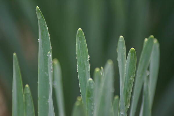 Water Art Print featuring the photograph Spring Rain by Heather E Harman