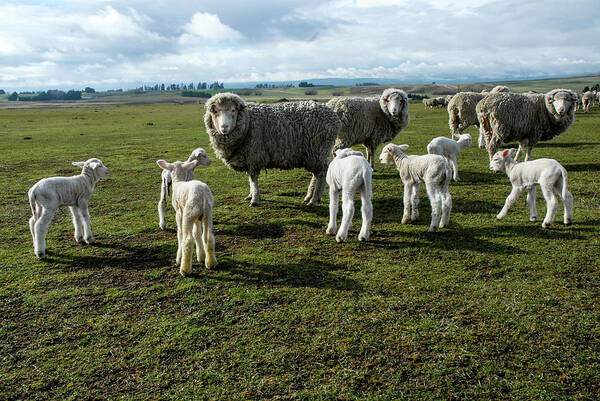 Sheep Art Print featuring the photograph Springtime Babies - High Country Sheep Muster, South Island, New Zealand by Earth And Spirit