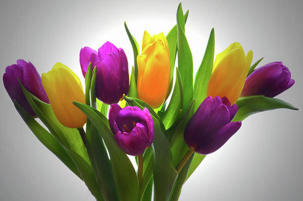 Tulips Art Print featuring the photograph Spring Tulips by Terence Davis
