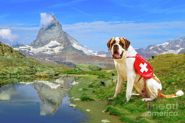 St Bernard Dog Art Print featuring the photograph St. Bernard Dog in Switzerland by Benny Marty