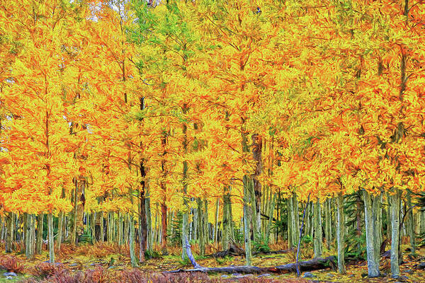 Foliage Art Print featuring the photograph Stand of Aspens-Digital Art by Steve Templeton