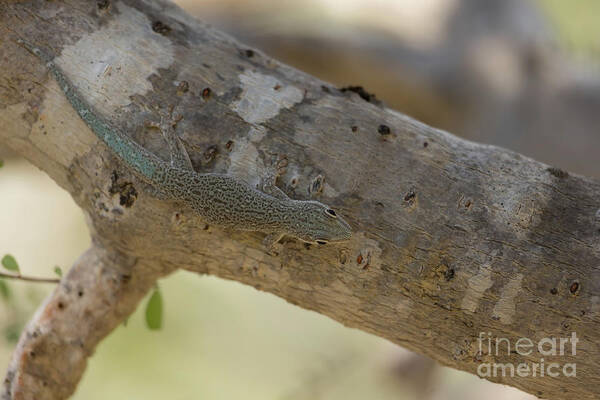 Standing's Day Gecko Art Print featuring the photograph Standing's Day Gecko by Eva Lechner