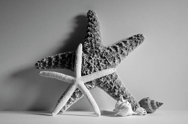 Starfishes Art Print featuring the photograph Starfishes and Seashells 2 by Angie Tirado
