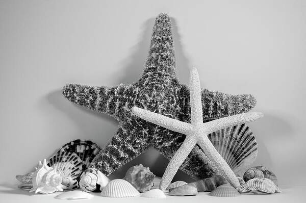 Starfish Art Print featuring the photograph Starfishes and Seashells 3 by Angie Tirado