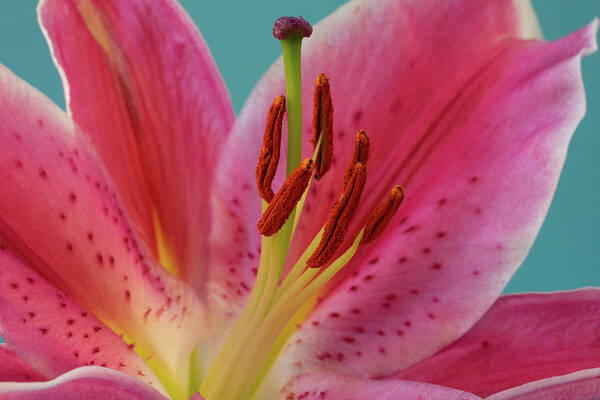 Lily Art Print featuring the photograph Stargazer Lily by Tina Horne