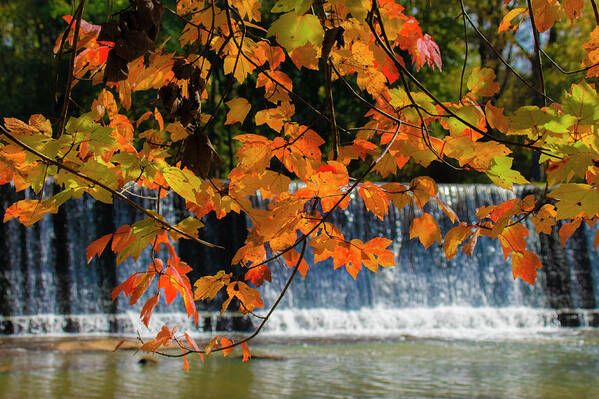 Starr Mills Art Print featuring the photograph Starr's Mill Fall Leaves by Karen Cox