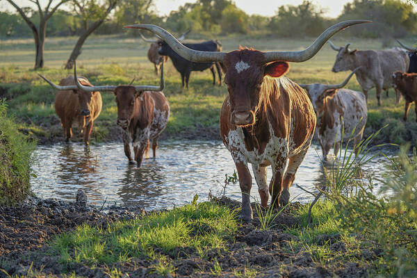 Texas Longhorn Cow Picture Art Print featuring the photograph Sterling, our longhorn cow leading the herd across the creek by Cathy Valle