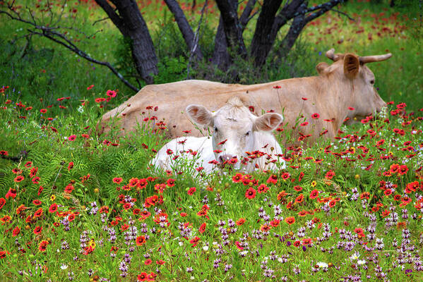 Texas Wildflowers Art Print featuring the photograph Stop and Smell the Wildflowers by Lynn Bauer