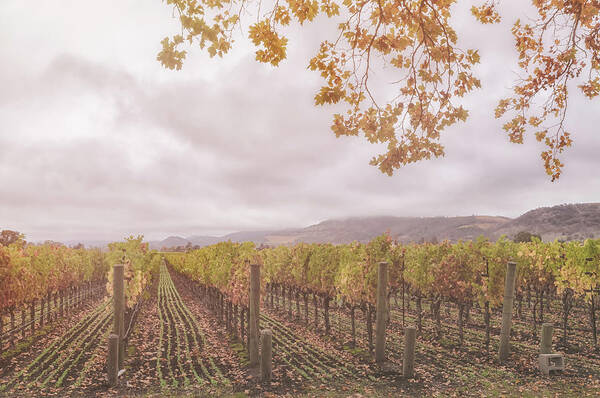Season Art Print featuring the photograph Storm Over Vines by Jonathan Nguyen