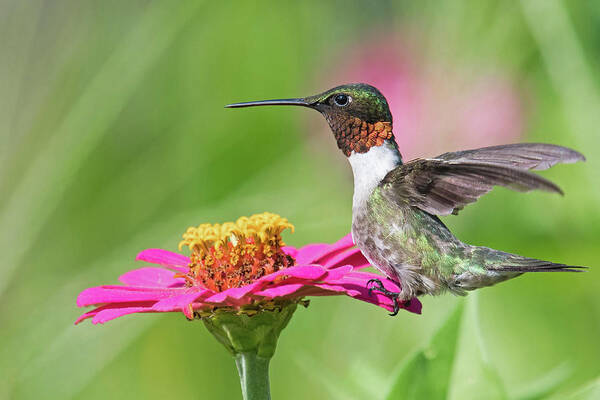 Ruby Throated Hummingbird Art Print featuring the photograph Strike a Pose by Linda Shannon Morgan