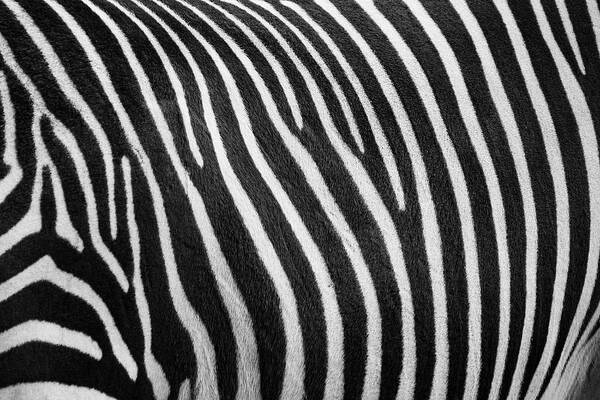 Zoo Boise Art Print featuring the photograph Stripes by Melissa Southern