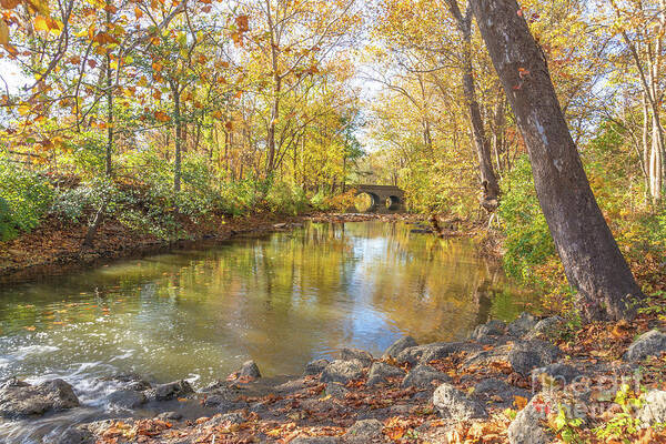 Autumn Art Print featuring the photograph Struck Gold by Cathy Donohoue