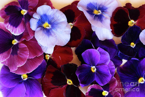 Wildflower Art Print featuring the photograph Styled Pansies by Anastasy Yarmolovich