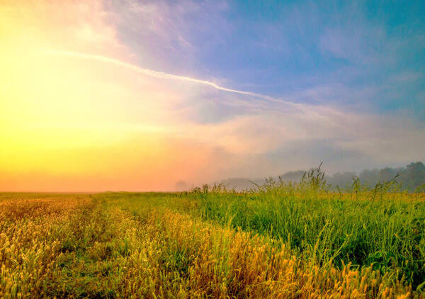 Summer Field Grass Prints Art Print featuring the photograph Summer Field Grass by John Harding