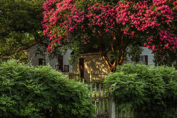 Colonial Williamsburg Art Print featuring the photograph Summer Sunset in a Garden by Rachel Morrison