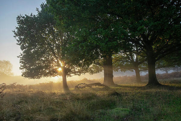 Sunrise Art Print featuring the photograph Sun breaking through the trees by Gareth Parkes