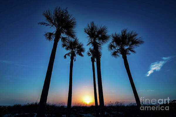 Palm Art Print featuring the photograph Sun Setting Under the Palms by Beachtown Views