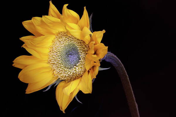Macro Art Print featuring the photograph Sunflower 031708 by Julie Powell
