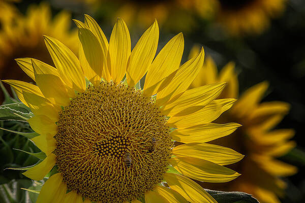 Flowers Art Print featuring the photograph Sunflower 2021 by Wolfgang Stocker