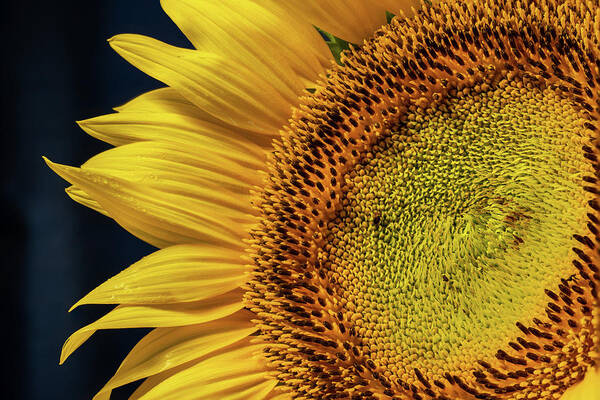 Sunflower Art Print featuring the photograph Sunflower 3 by Dimitry Papkov