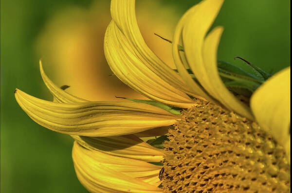 Sunflower Art Print featuring the photograph Sunflower 4 by Buddy Scott