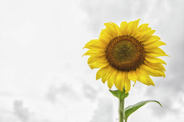 Sunflower Art Print featuring the photograph Sunflower Against a Carolina Sky by Bob Decker